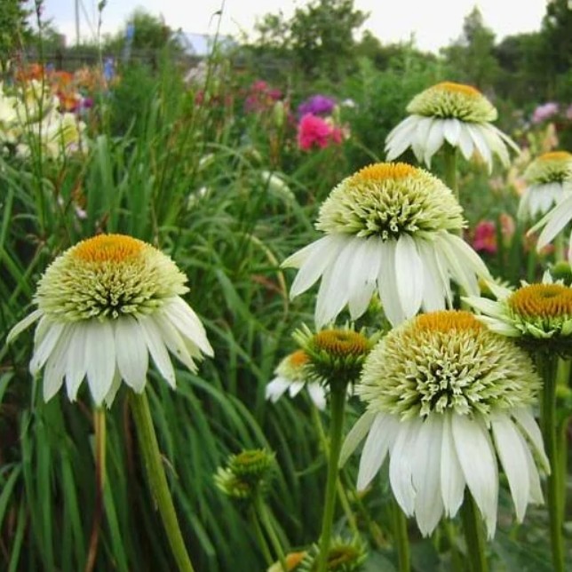 Эхинацея Милкшейк , Эхинацея Милкшейк , фото
