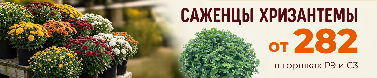 хризантема акция