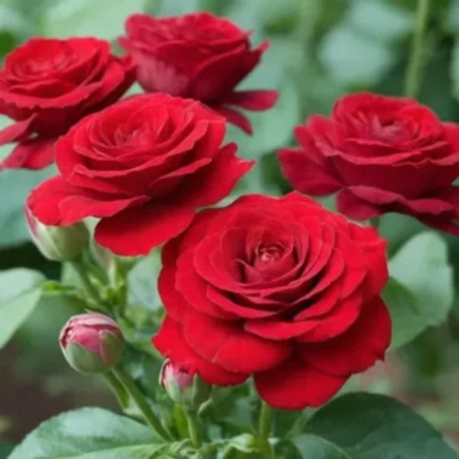 Роза штамбовая Скарлет/Эдельвейс - Dolina-Sad.Ru