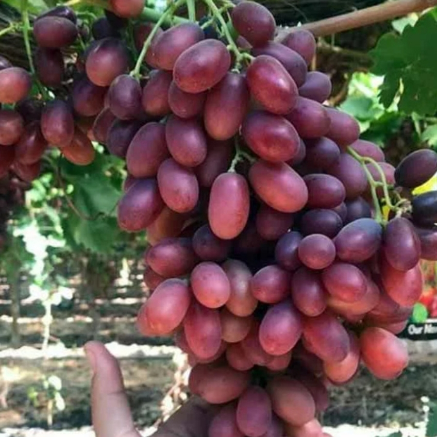 Виноград Кримссон Виноград Кримссон - Dolina-Sad.Ru