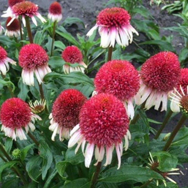 Эхинацея Строберри энд Крим Эхинацея Строберри энд Крим фото