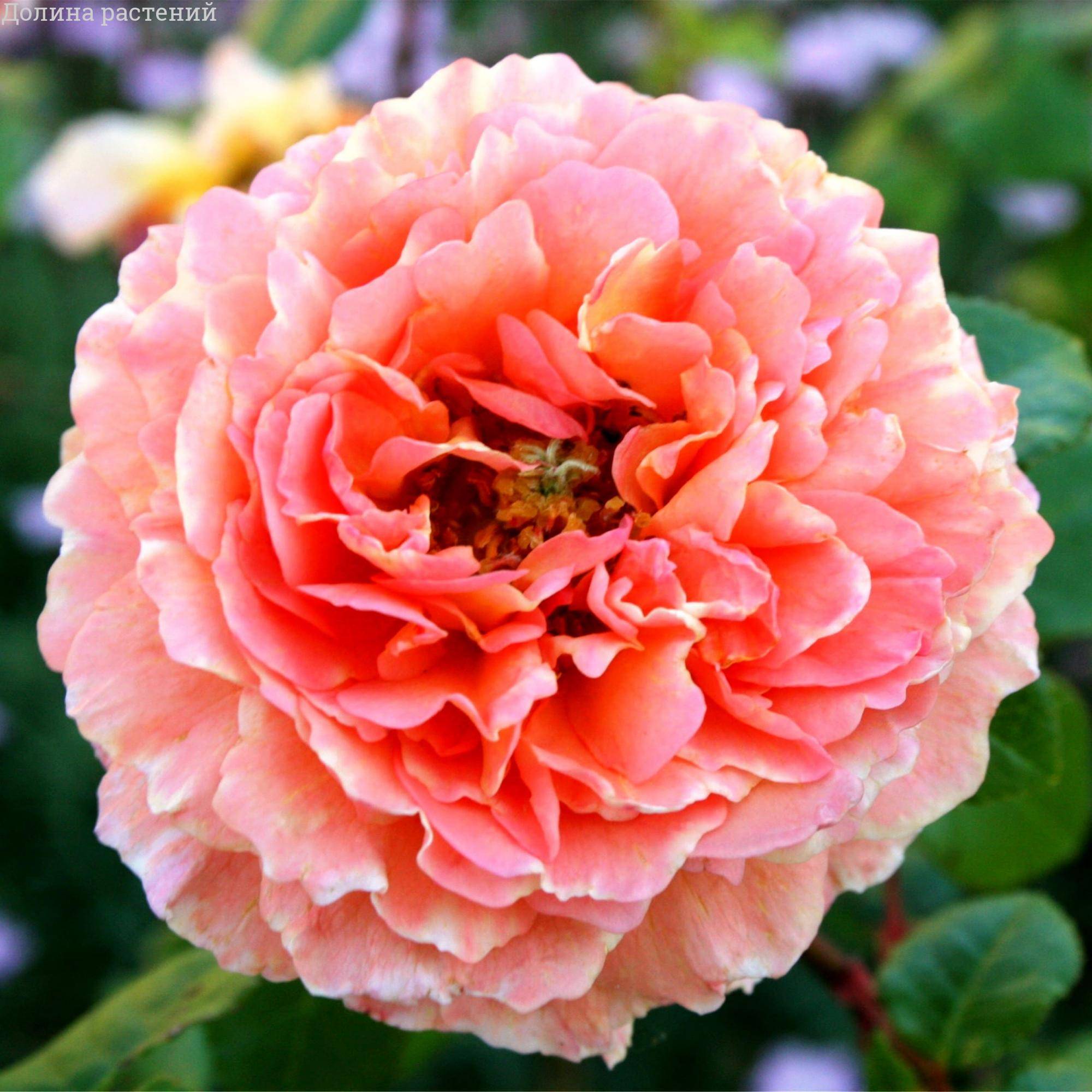 Роза Абрахам Дерби в горшке - Dolina-Sad.Ru