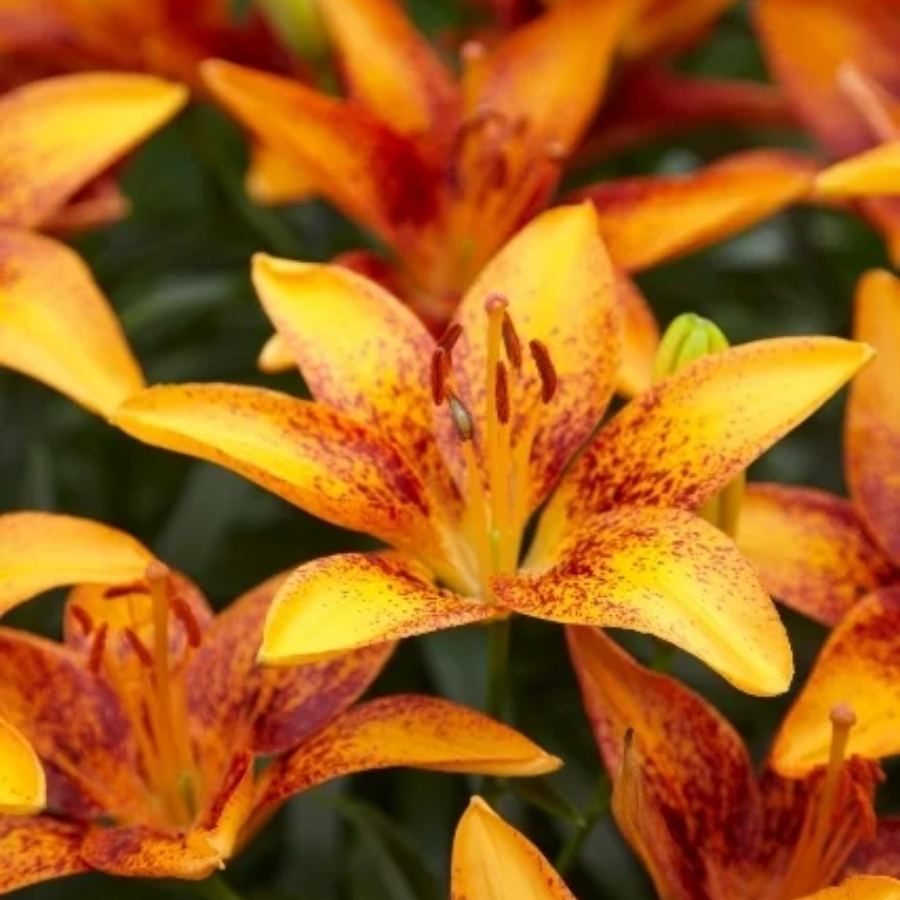 Лилия Сенсейшн Тини - Dolina-Sad.Ru