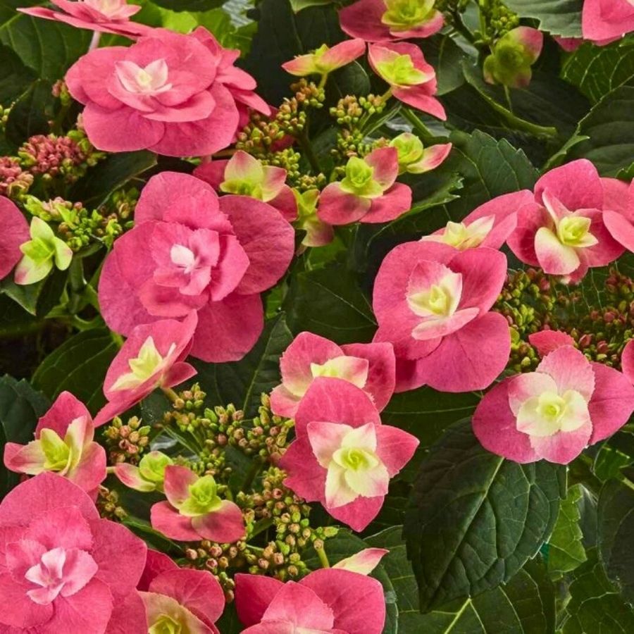 Гортензия крупнолистная Флейм Хот Пинк, С2 - Dolina-Sad.Ru