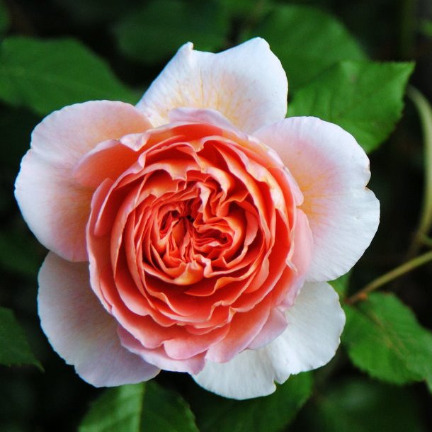 Роза Абрахам Дерби в горшке - Dolina-Sad.Ru