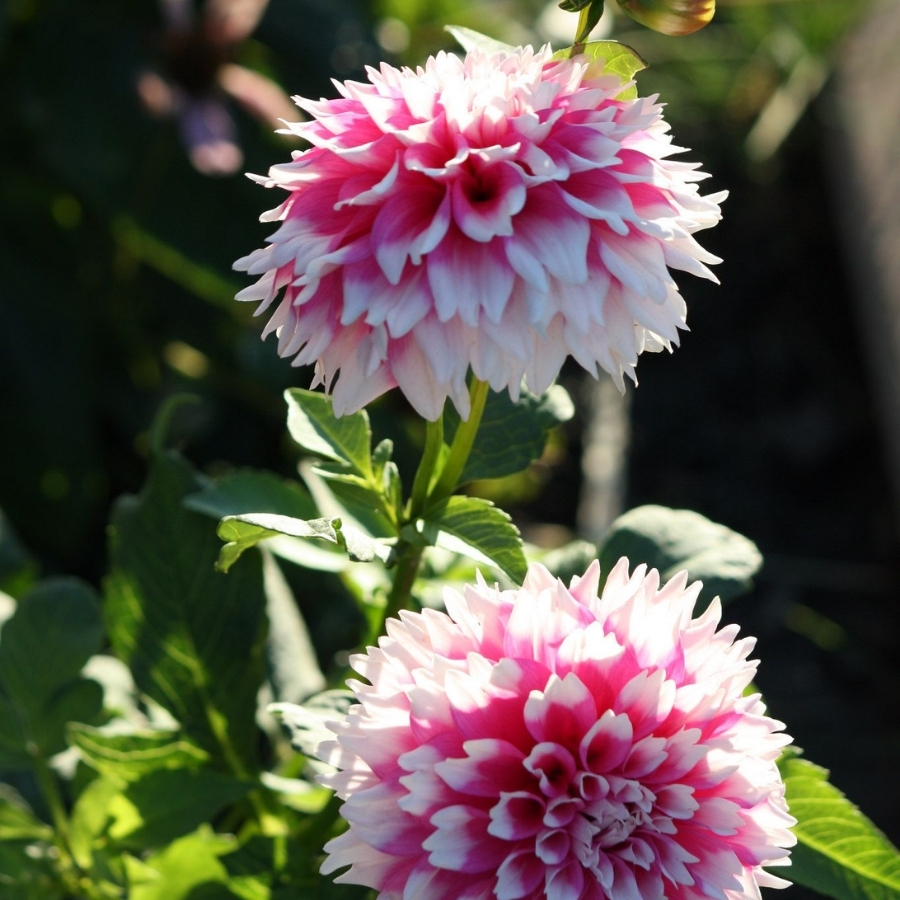 Георгина Фаззи Ваззи - Dolina-Sad.Ru