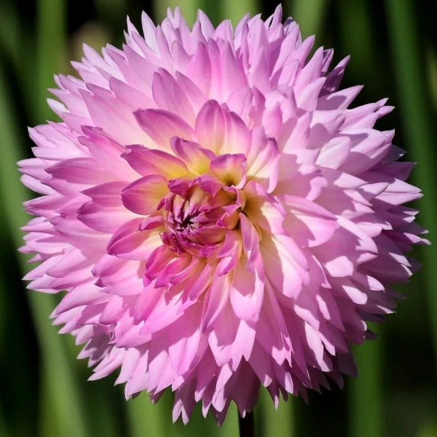 Георгина Сакура Фубуки - Dolina-Sad.Ru