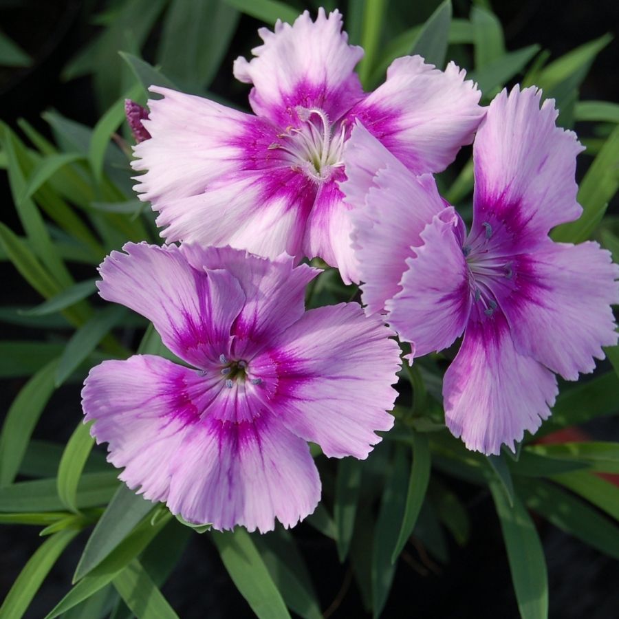 Гвоздика Диана Лавендер Пикоти - Dolina-Sad.Ru