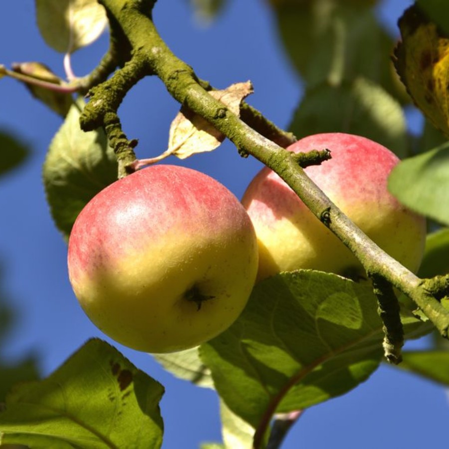 Яблоня лесная Биттенфейдэ, С3 Яблоня лесная Биттенфейдэ, С3 - Dolina-Sad.Ru