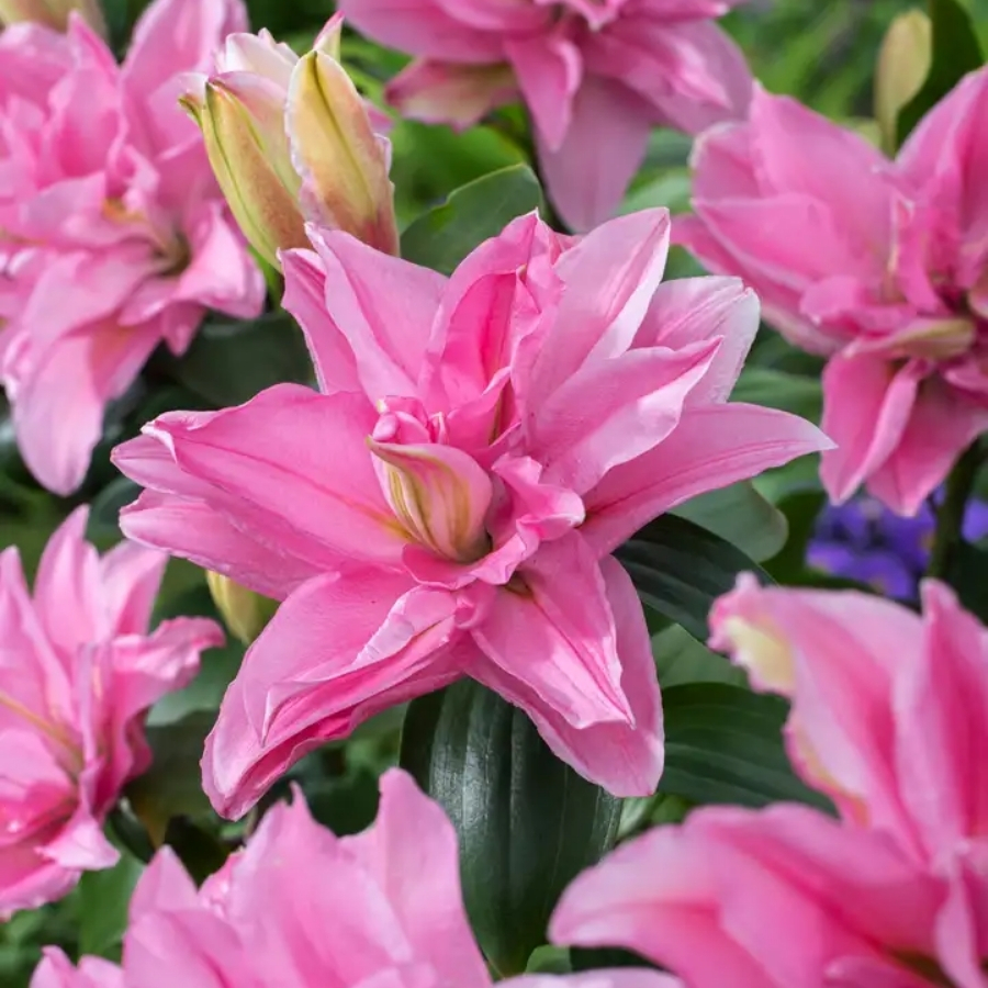 Лилия Роузлили Эдита Лилия Роузлили Эдита - Dolina-Sad.Ru