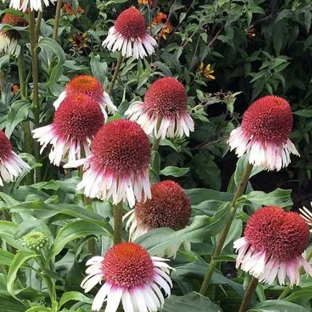 Эхинацея Строберри энд Крим Эхинацея Строберри энд Крим фото