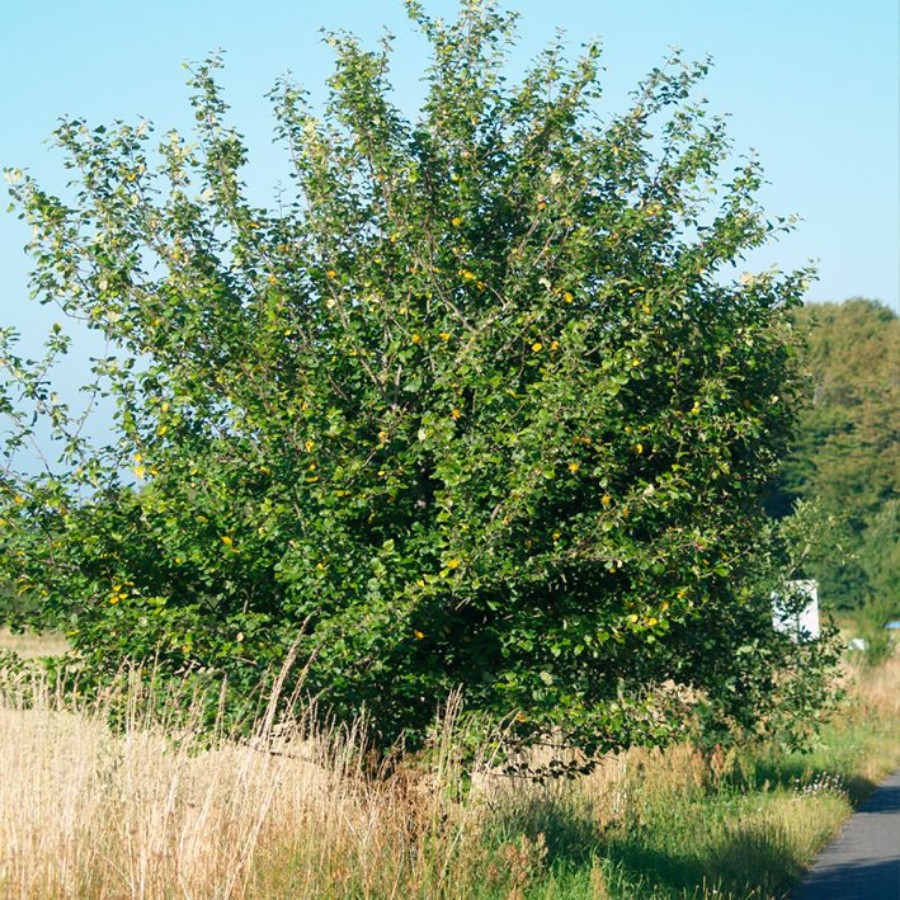 Яблоня лесная Биттенфейдэ, С3 Яблоня лесная Биттенфейдэ, С3 - Dolina-Sad.Ru
