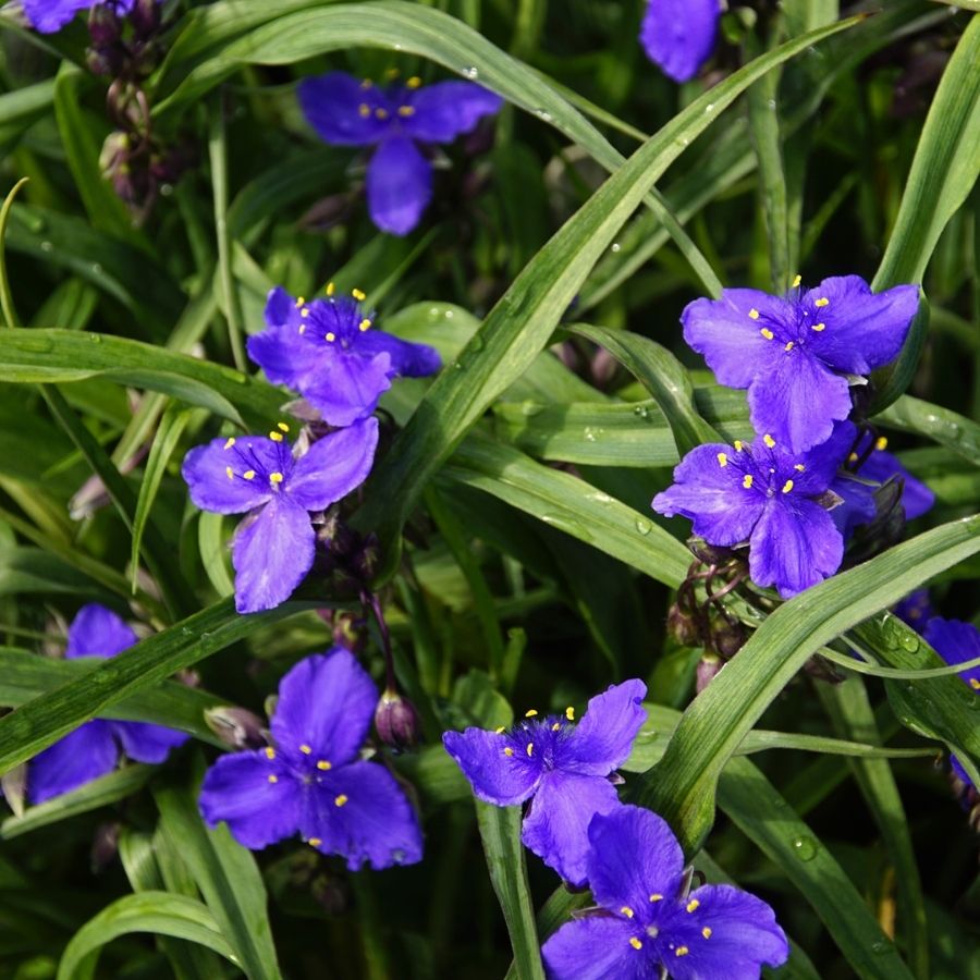 Традесканция андерсона Леонора - Dolina-Sad.Ru