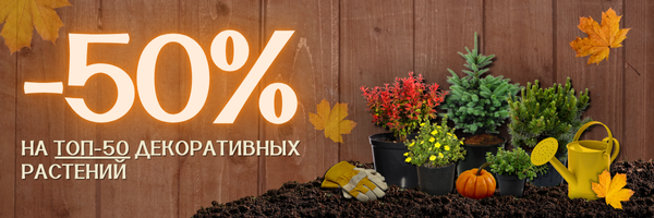 Акция на топ 50 декоративных Акция на топ 50 декоративных