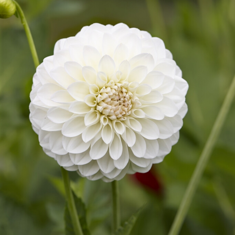 Георгина Бум-Бум Вайт - Dolina-Sad.Ru