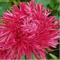 Астра Краллен Камео темно-роз., коготковая Астра Краллен Камео темно-роз., коготковая фото