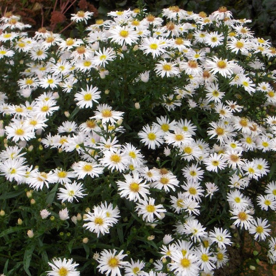 Астра кустарниковая Шнеекисен Астра кустарниковая Шнеекисен - Dolina-Sad.Ru