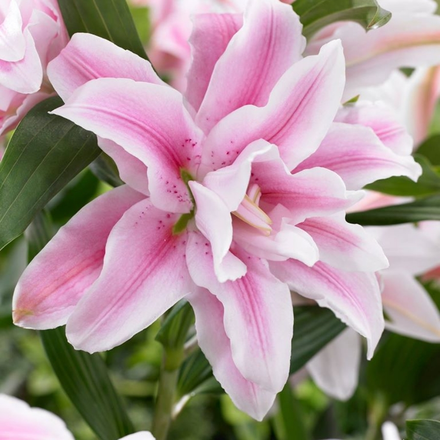 Лилия Роузлили Изабелла Лилия Роузлили Изабелла - Dolina-Sad.Ru