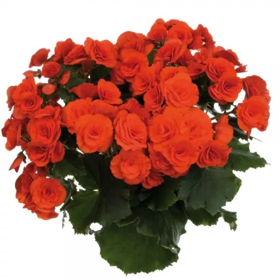 Бегония Элтиор Баламон Бегония Элтиор Баламон - Dolina-Sad.Ru