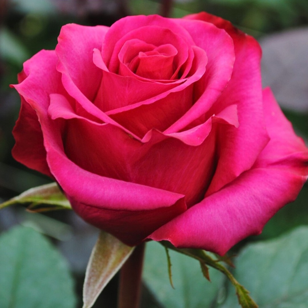 Роза Равель в горшке - Dolina-Sad.Ru