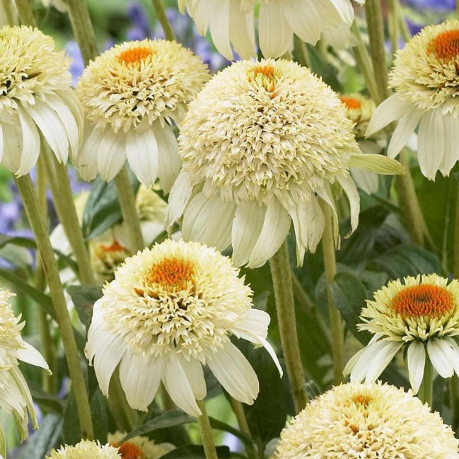 Эхинацея Милкшейк , Эхинацея Милкшейк , фото