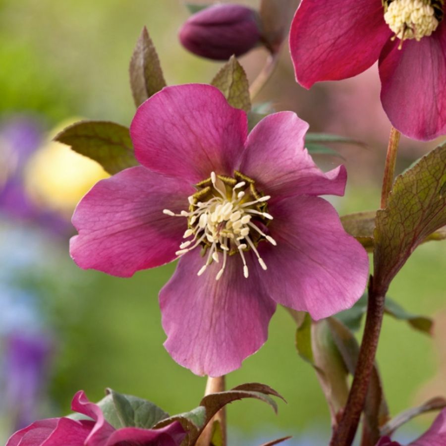 Морозник Претти Эллен Ред - Dolina-Sad.Ru