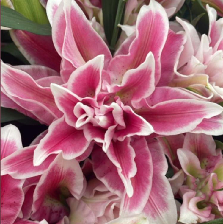 Лилия Роузлили Олимпия Лилия Роузлили Олимпия - Dolina-Sad.Ru