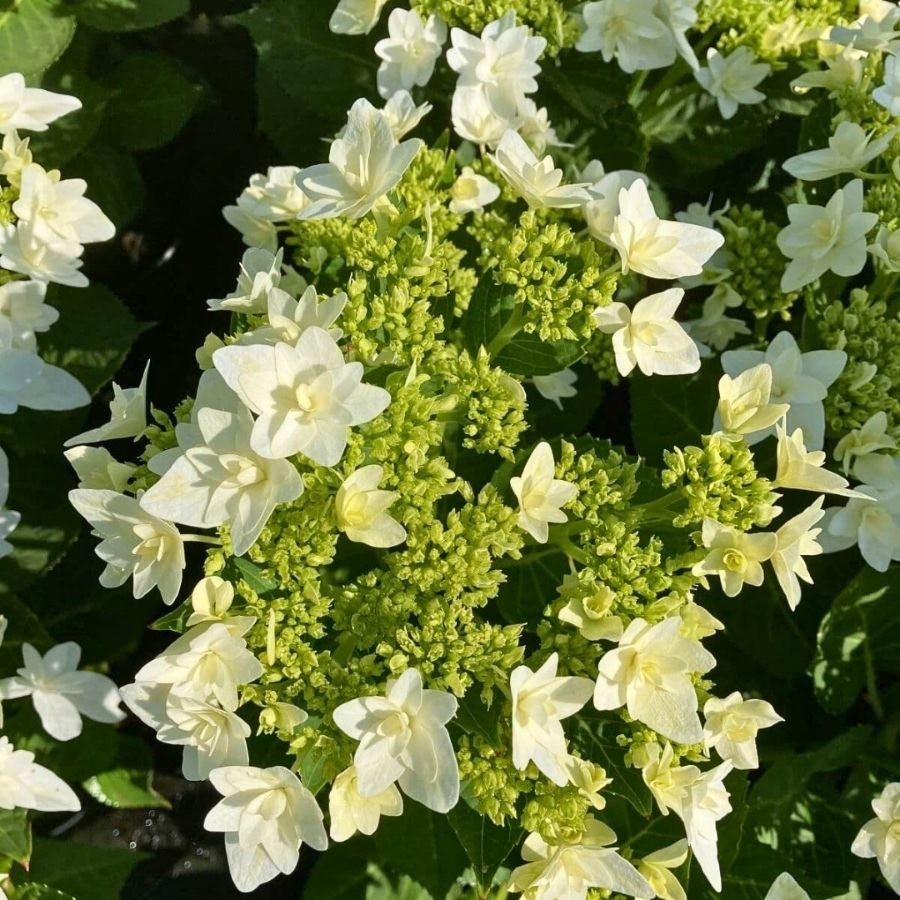 Гортензия крупнолистная Финия, С2 Гортензия крупнолистная Финия, С2 - Dolina-Sad.Ru