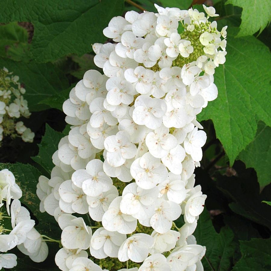 Гортензия дуболистная Алиса, С2 - Dolina-Sad.Ru