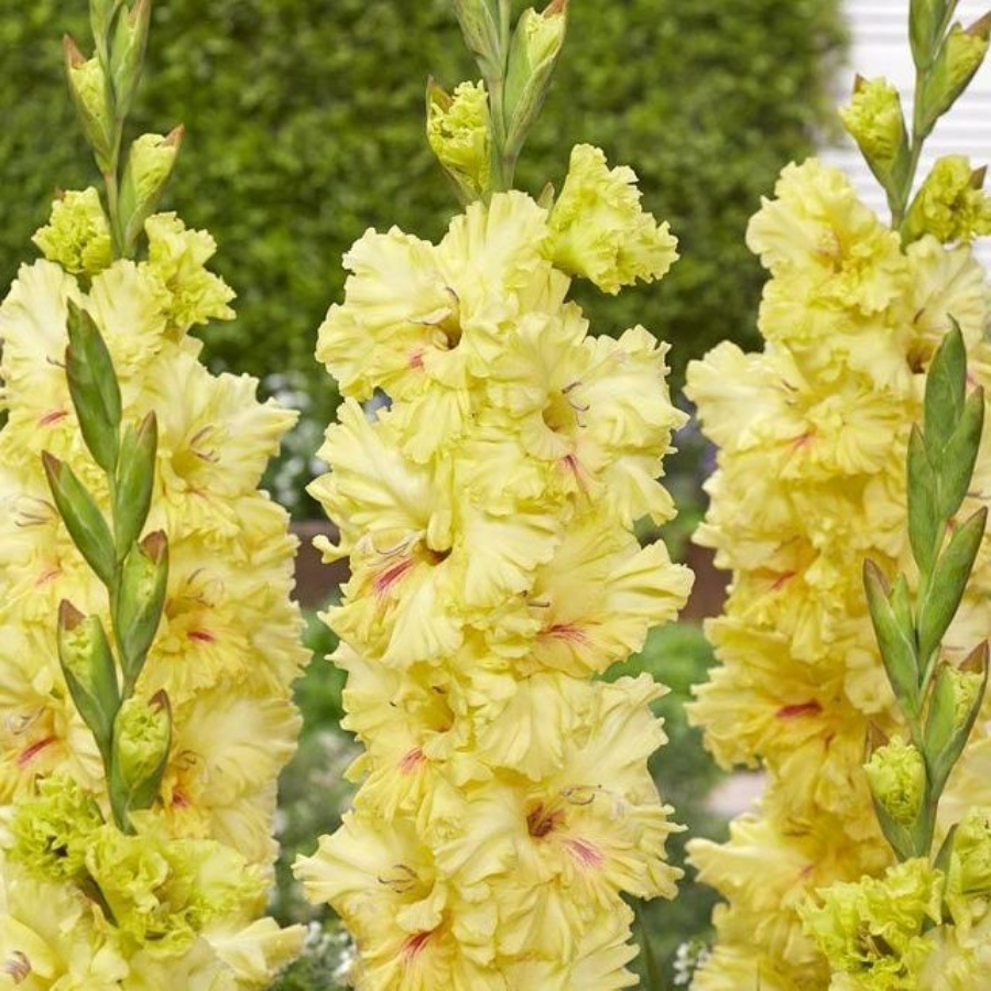 Гладиолус Бернинг Санрайс Гладиолус Бернинг Санрайс - Dolina-Sad.Ru