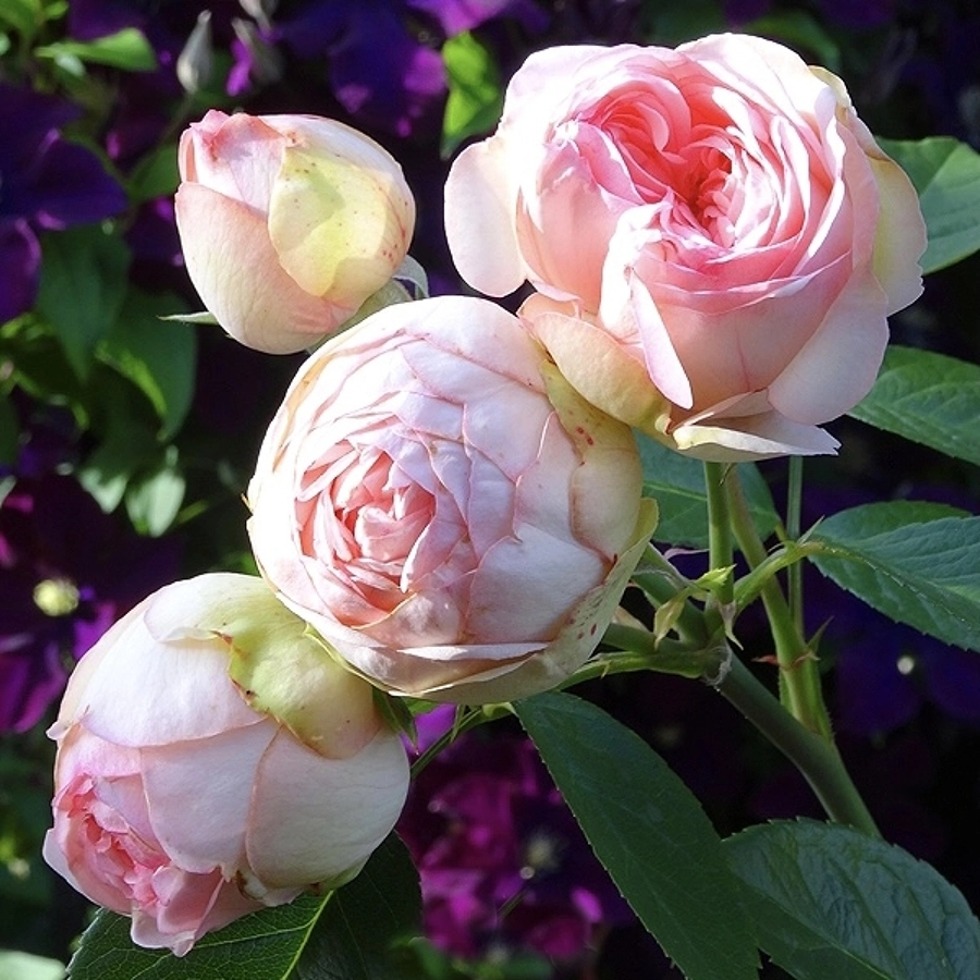 Роза Чарминг Пиано Роза Чарминг Пиано - Dolina-Sad.Ru