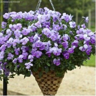 Виола ВОДОПАД ЛИЛОВЫЙ F1 Виола ВОДОПАД ЛИЛОВЫЙ F1 фото