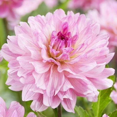 Георгина Гарден Сэнсэйшн - Dolina-Sad.Ru