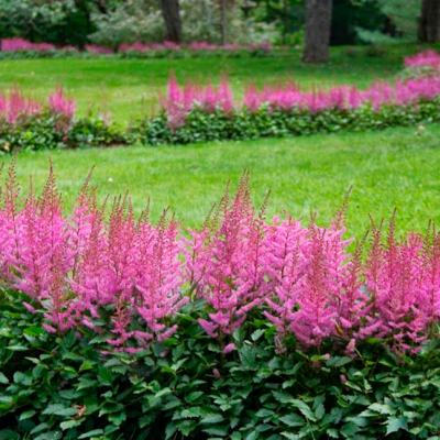 Астильба китайская Вероника Клоз Астильба китайская Вероника Клоз фото