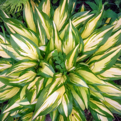 Хоста гибридная Грин Берри Хоста гибридная Грин Берри фото