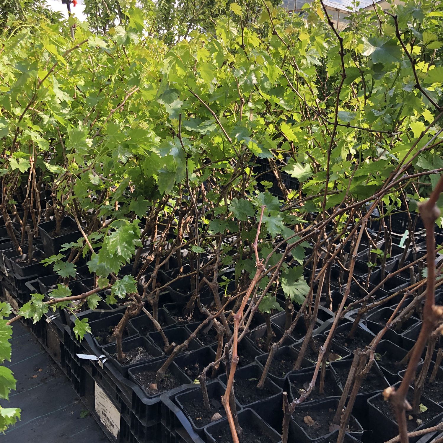 Микс винограда гигантов (1+1=3) Микс винограда гигантов (1+1=3) фото