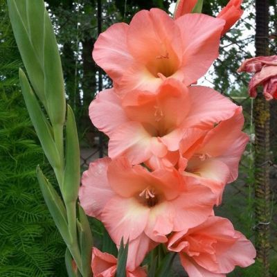 Гладиолус Чателэйн Гладиолус Чателэйн - Dolina-Sad.Ru