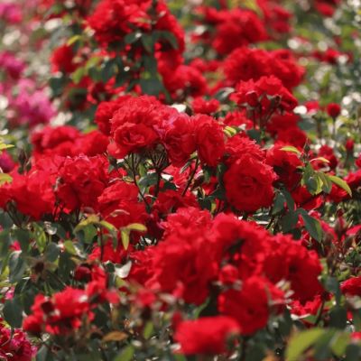 Роза штамбовая Сатчмо Роза штамбовая Сатчмо - Dolina-Sad.Ru