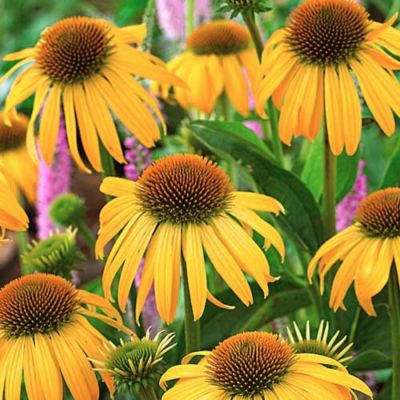 Эхинацея Хавест Мун Эхинацея Хавест Мун - Dolina-Sad.Ru
