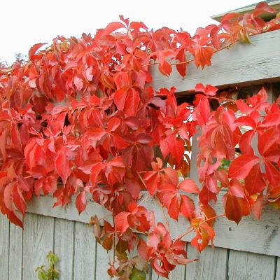 Девичий виноград Энгельмана - Dolina-Sad.Ru