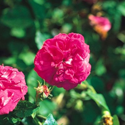 Роза Де Агуссао - Dolina-Sad.Ru