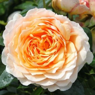 Роза Джинджер Силлабаб Роза Джинджер Силлабаб - Dolina-Sad.Ru