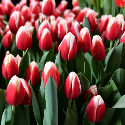 Тюльпан Аомори Тюльпан Аомори - Dolina-Sad.Ru