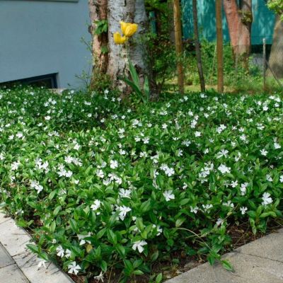 Барвинок малый Альба Барвинок малый Альба - Dolina-Sad.Ru