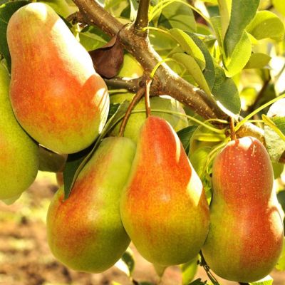 Груша Красавица/Летняя Груша Красавица/Летняя фото