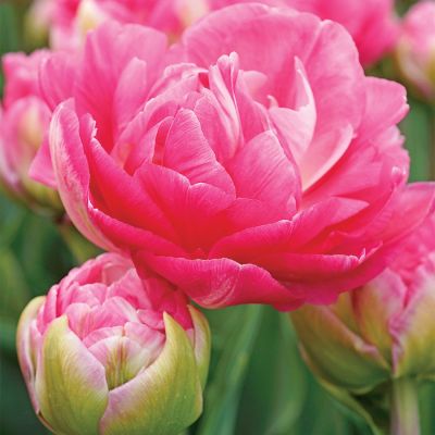 Тюльпан Ап Пинк фото