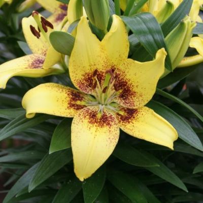 Лилия Жоан Песоа (в горшке) Лилия Жоан Песоа (в горшке) фото