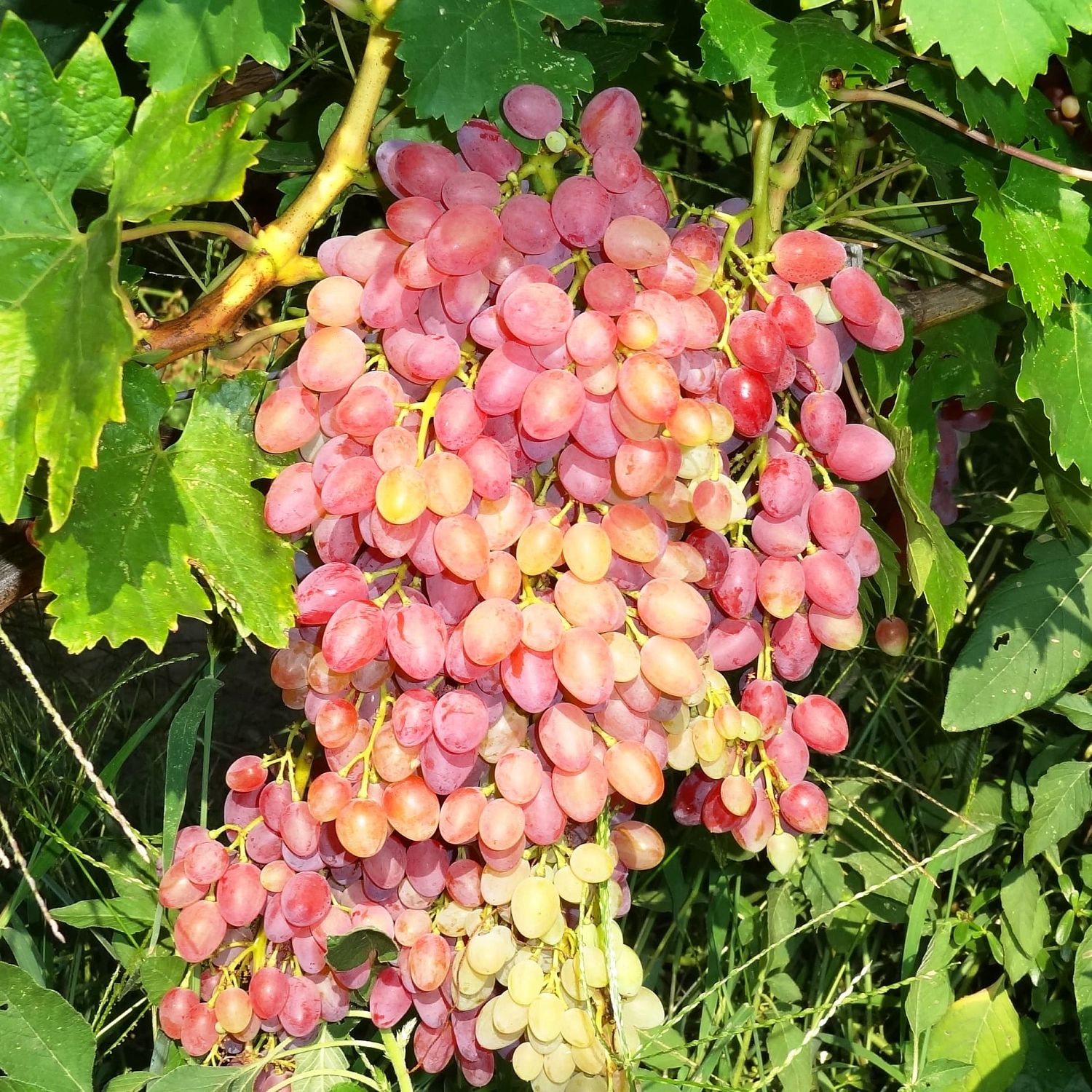 Виноград Кишмиш Находка Виноград Кишмиш Находка фото