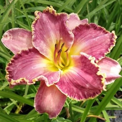 Лилейник Дэвид Кирчхоф Лилейник Дэвид Кирчхоф фото