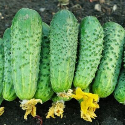 Огурец Парижский Корнишон Огурец Парижский Корнишон фото